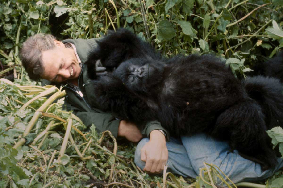 Escena del documental donde Attenborough interactuó directamente con los gorilas.