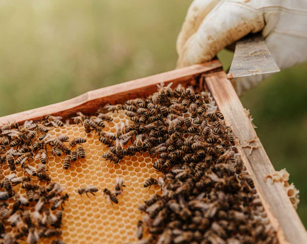 apicultores-abejas-dia-mundial