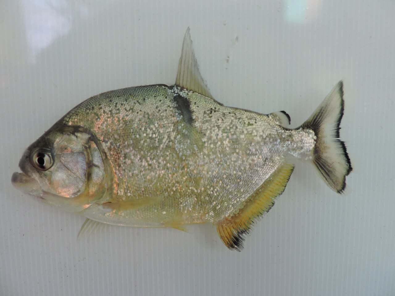 Ejemplar adulto de Serrasalmus maculatus, o palometa brava