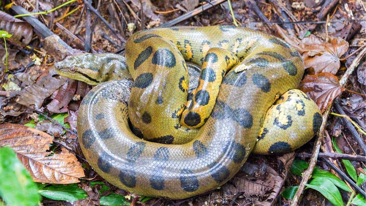 La anaconda amarilla se está viendo con frecuencia en Uruguay. Foto con fines ilustrativos