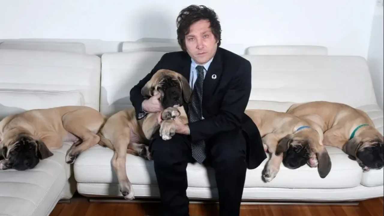 Javier Milei no tiene hijos: posee varios perros clonados del "Conan" original