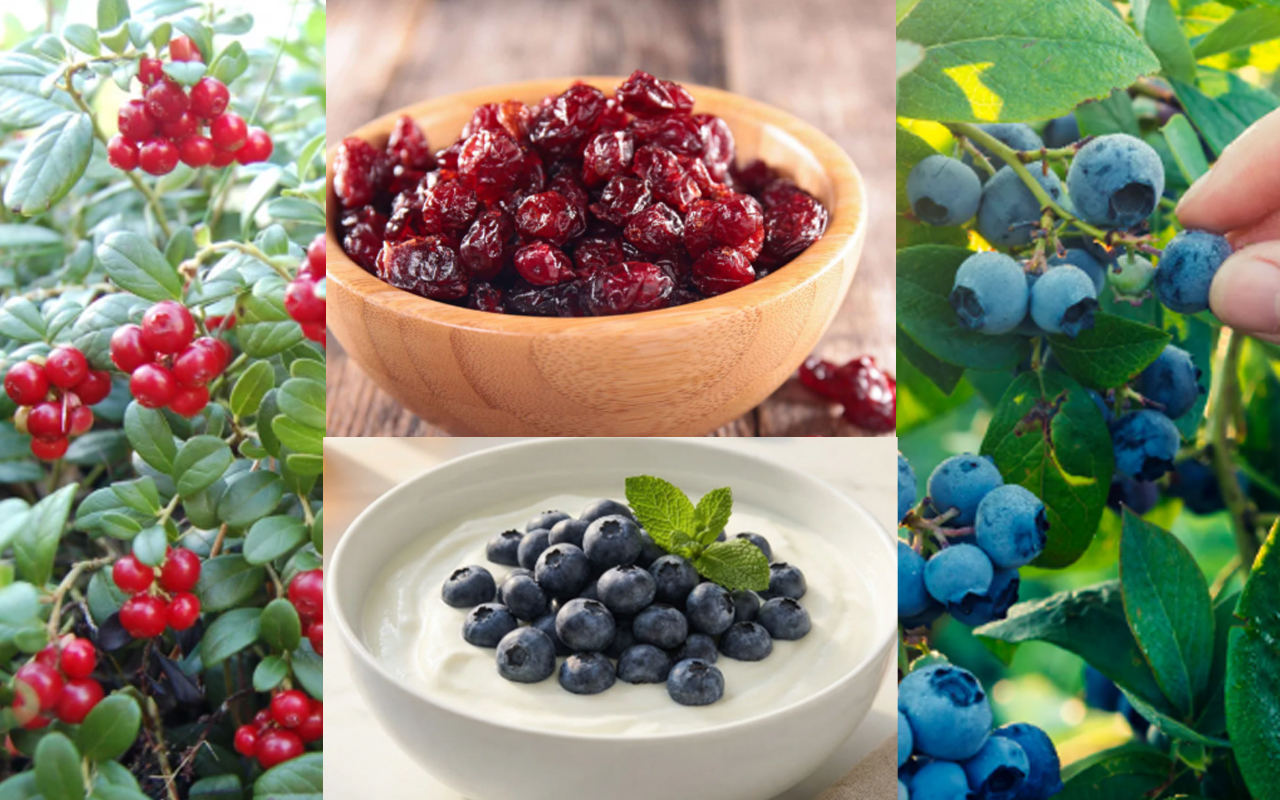 Los cranberrys o arándanos rojos, por lo general se encuentran en dietéticas o almacenes para alimentación especializada en forma de pasas, ya que de esta manera se conservan bien para su exportación desde Canadá o Estados Unidos, los países que 