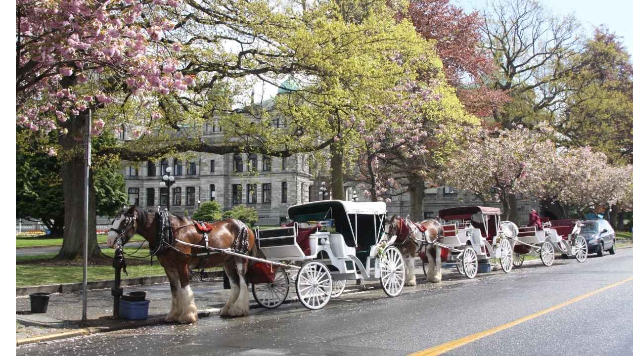 Caballos con carruajes en Central Park, Nueva York